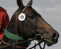 stallion Polotlize (Akhal-Teke, 1998, from Pyakize)