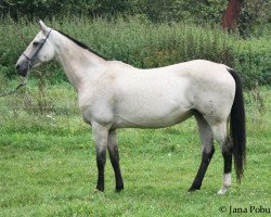 broodmare Penelope (Akhal-Teke, 1997, from Perchat)