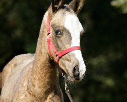 horse Pellia (Akhal-Teke, 2008, from Djasman)