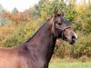 dressage horse Paolo (Akhal-Teke, 2007, from Asket)