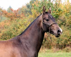 dressage horse Paolo (Akhal-Teke, 2007, from Asket)