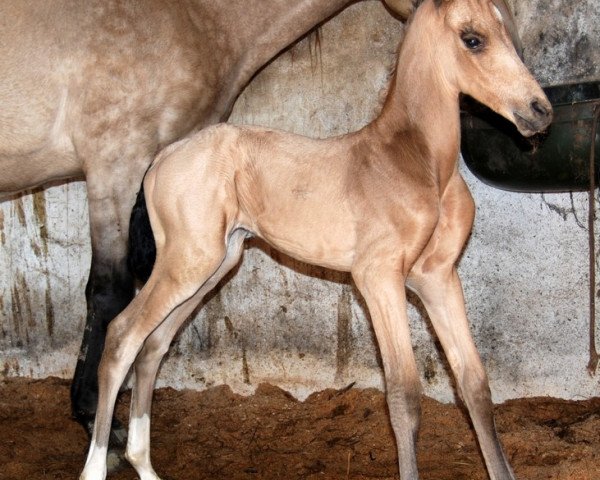 horse Pahim (Akhal-Teke, 2013)