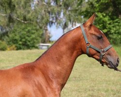 horse Pair (Akhal-Teke, 2011, from Fatyh)