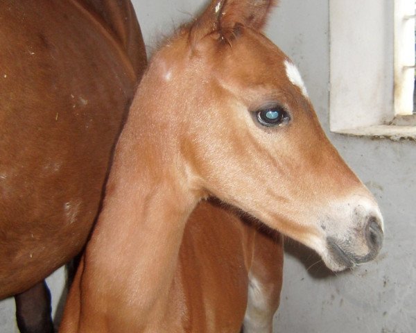 horse Omid (Akhal-Teke, 2009, from Ornai)