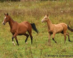 stallion Dahylly (Akhal-Teke, 2008, from Damask)