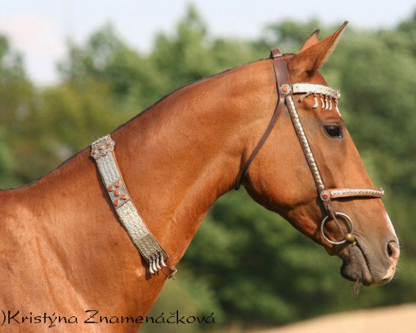 broodmare Meksika (Akhal-Teke, 1997, from Kortik)