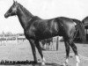 stallion Fakel (Akhal-Teke, 1966, from Almaz)