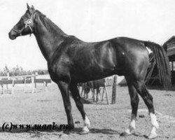 stallion Fakel (Akhal-Teke, 1966, from Almaz)