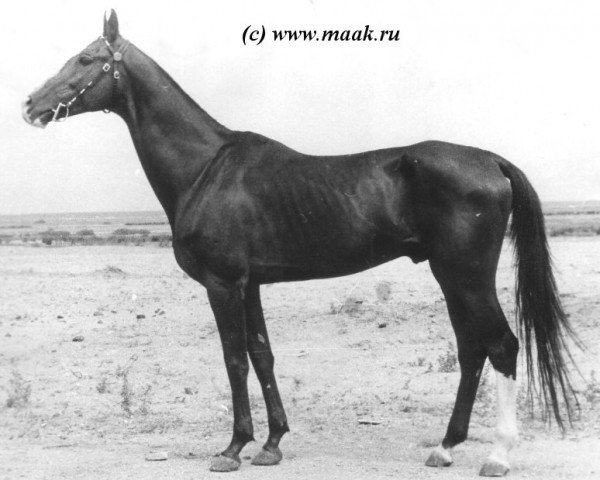 stallion Opal (Akhal-Teke, 1968, from Fakirpelvan)