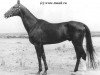 stallion Opal (Akhal-Teke, 1968, from Fakirpelvan)