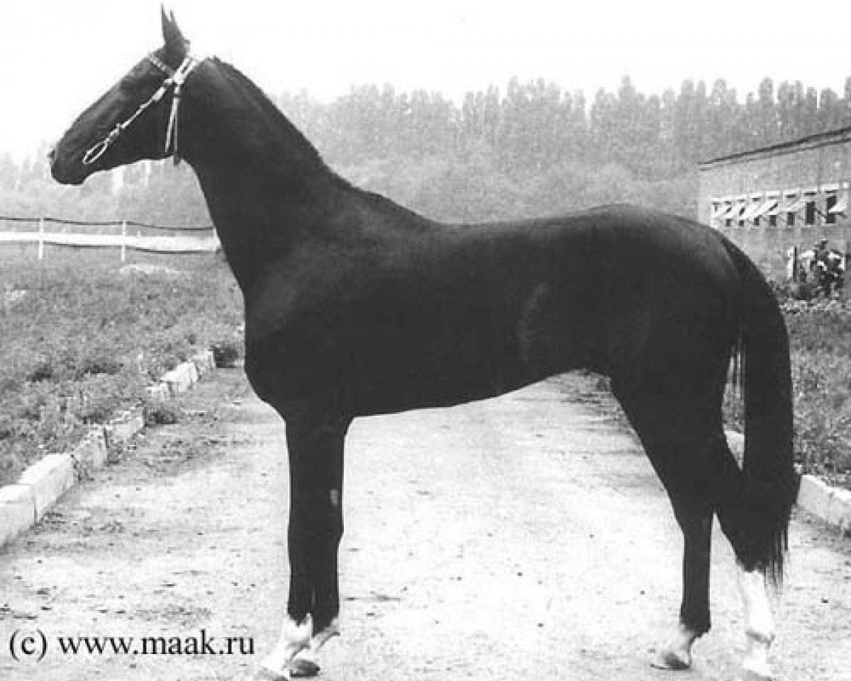 Deckhengst Omar (Achal Tekkiner, 1981, von Opal)