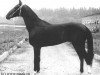 stallion Omar (Akhal-Teke, 1981, from Opal)