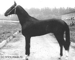 stallion Omar (Akhal-Teke, 1981, from Opal)