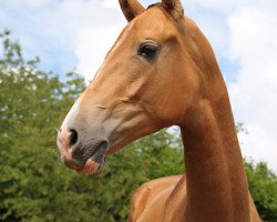 horse Manlayly (Akhal-Teke, 2010, from Damask)