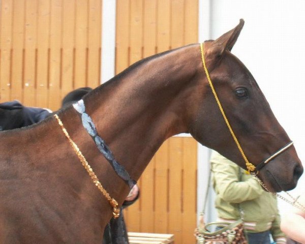 horse Kuyoon (Akhal-Teke, 2006, from Karador)