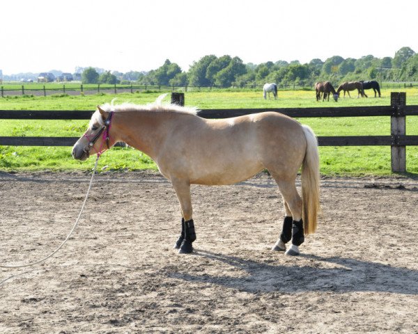 Pferd Lorena van Luchtenburg (Haflinger, 2008, von Amor van Kwistegelt)