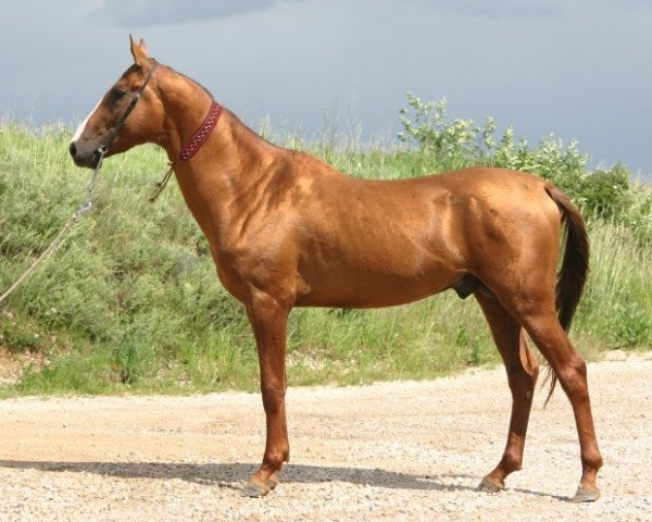 horse Kulisakan (Akhal-Teke, 2002, from Anis)