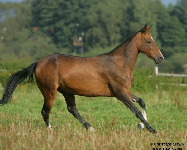 broodmare Keiki (Akhal-Teke, 1993, from Kelte)