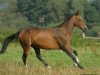 broodmare Keiki (Akhal-Teke, 1993, from Kelte)