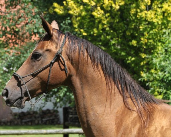 broodmare Katka (Akhal-Teke, 1999, from Diomed)