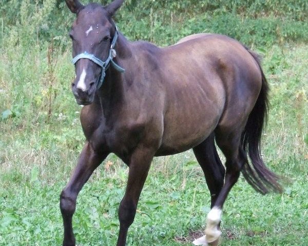 Pferd Karlavach Bai (Achal Tekkiner, 2005, von Polotlize)