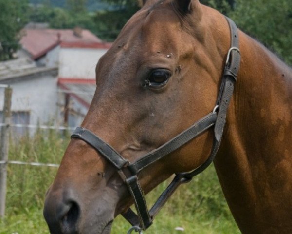 Zuchtstute Kama (Achal Tekkiner, 1995, von Dorkusch)