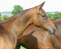 horse Jih (Akhal-Teke, 2011, from Gumon)