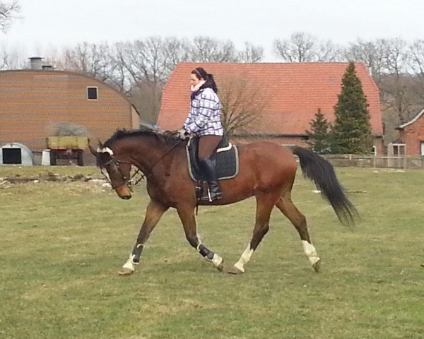 Pferd Carino K (Holsteiner, 1992, von Calypso II)