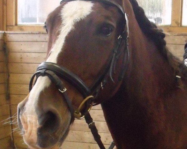 Pferd Wallace (Welsh-Cob (Sek. D),  , von Derwen Royal Express)