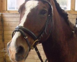 horse Wallace (Welsh-Cob (Sek. D),  , from Derwen Royal Express)