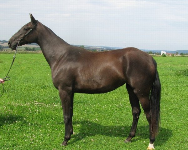 horse Jangi (Akhal-Teke, 2010, from Samurai)