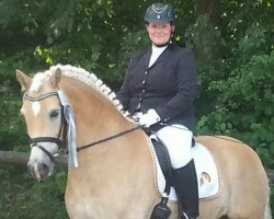 dressage horse Wunderland 8 (Haflinger, 2008, from Wunderknabe)