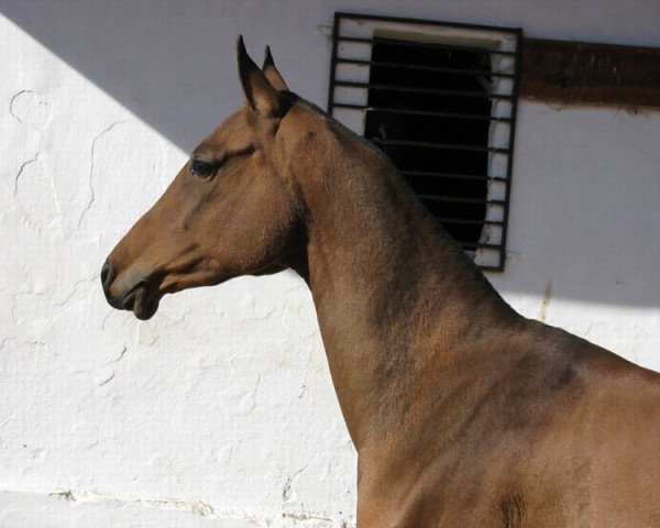 broodmare Jana Jan (Akhal-Teke, 2006, from Mingam)