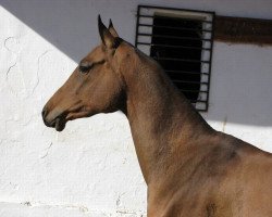 broodmare Jana Jan (Akhal-Teke, 2006, from Mingam)