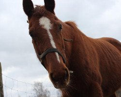 broodmare Gigola (Hanoverian, 1992, from Gottward)