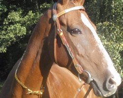 broodmare Iaffa (Akhal-Teke, 1996, from Iakor)