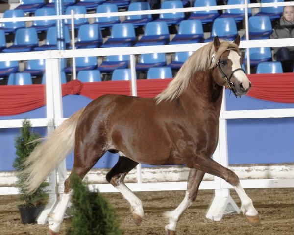 horse Störtebeker Dorkas (Welsh-Pony (Section B), 2009, from Breeton Dai)