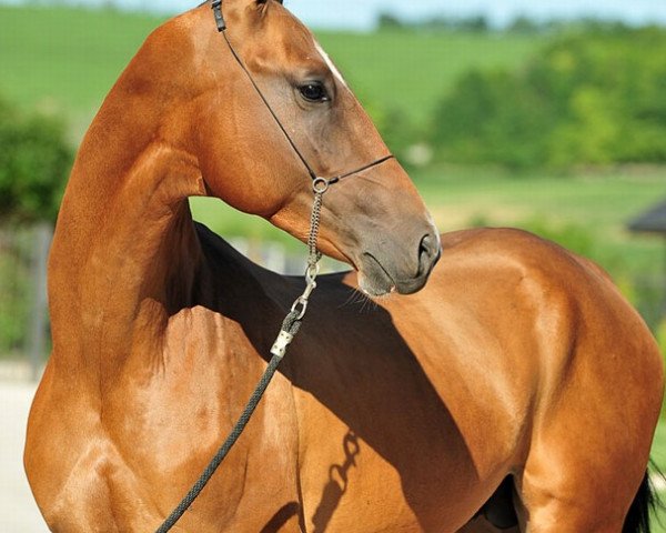 stallion Khan Tengri (Akhal-Teke, 2009, from Djasman)