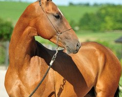 stallion Khan Tengri (Akhal-Teke, 2009, from Djasman)