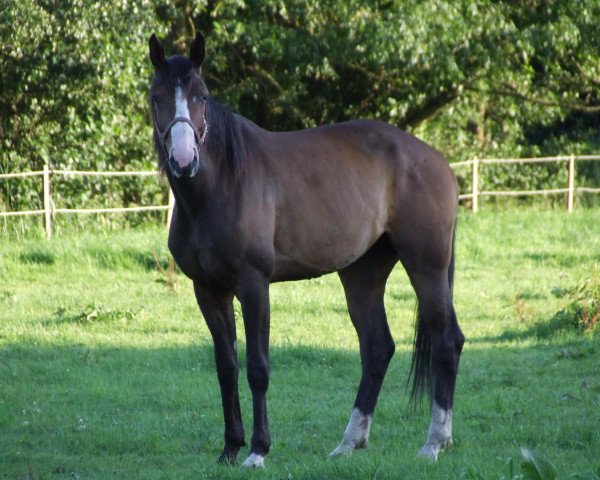 broodmare Winzerin (Hanoverian, 2004, from Wolkenstein II)