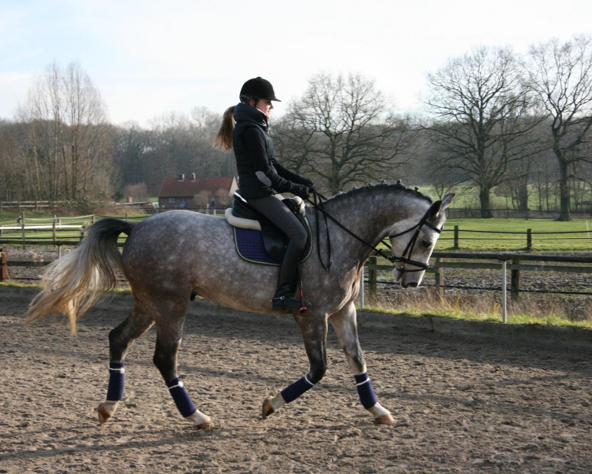 jumper Don Clinton (KWPN (Royal Dutch Sporthorse), 2009, from Diabeau)