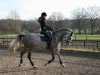 jumper Don Clinton (KWPN (Royal Dutch Sporthorse), 2009, from Diabeau)