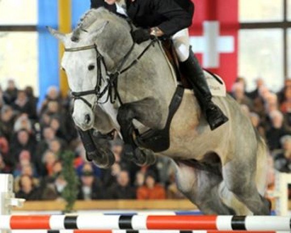 stallion Cadensky (Oldenburg show jumper, 2003, from Cornet Obolensky)