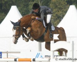 jumper Coral Reef Baloufino (Oldenburg, 1999, from Baloubet du Rouet)