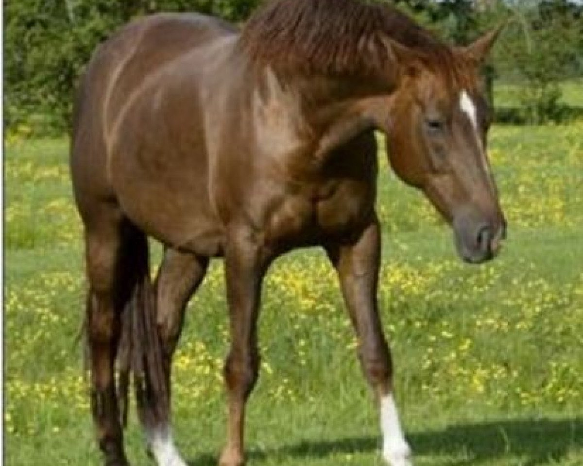 broodmare Ballade (Hanoverian, 1998, from Bonheur)