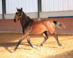 dressage horse Polly (Rheinländer, 2012, from Prikarn Miro)