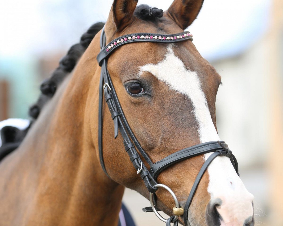 broodmare Lindsay MSH (German Riding Pony, 2002, from Dornik B)