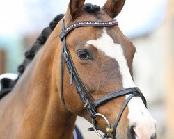 broodmare Lindsay MSH (German Riding Pony, 2002, from Dornik B)