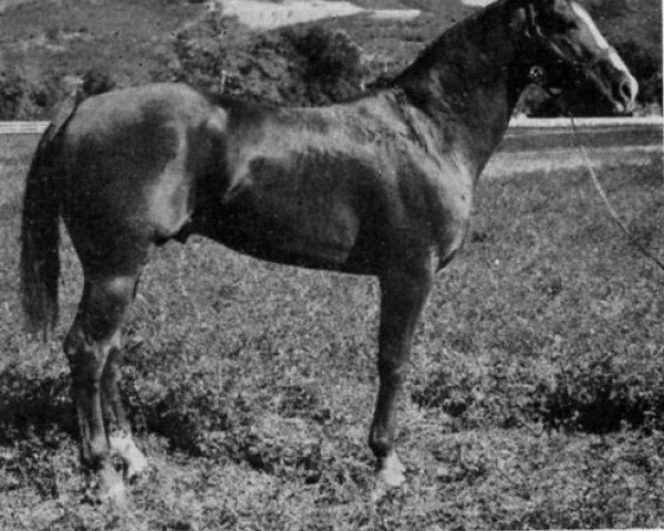 Deckhengst Texas Dandy (Quarter Horse, 1942, von My Texas Dandy)