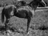 stallion Texas Dandy (Quarter Horse, 1942, from My Texas Dandy)